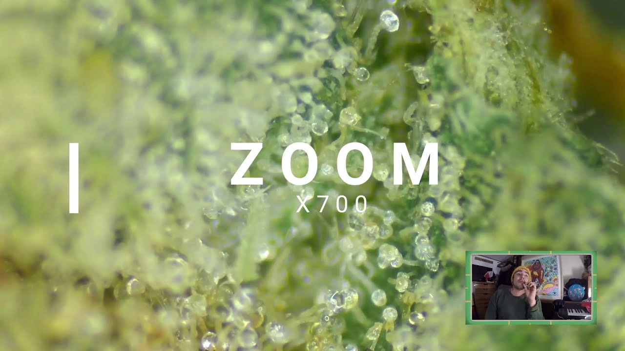 #ExoticGenetix 🧬 - Kimbo Kush  #ZOOM X200-X700  🔬🌱