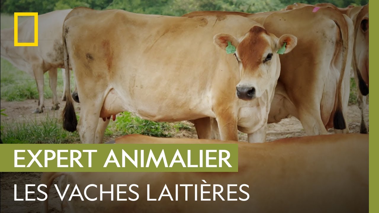 Comment savoir lorsqu'une vache est en chaleur ? | LA FERME DES HATCHER