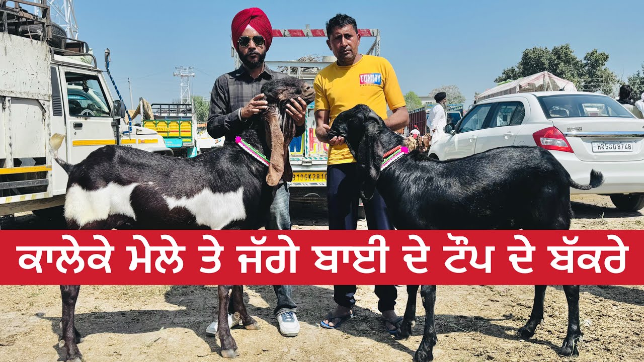 ਕਾਲੇਕੇ ਮੇਲੇ ਤੇ ਜੱਗੇ ਬਾਈ ਦੇ ਟੌਪ ਦੇ ਬੱਕਰੇ । Kaleke Bakri Mela 2025 #punjab #goats@iltilanadhuri