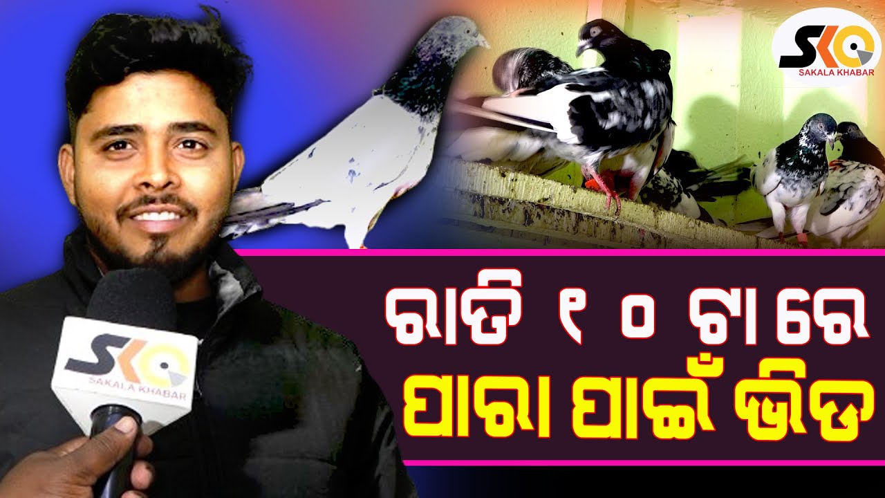 ରାତି ୧୦ ଟା ରେ ପାରା ପାଇଁ ଭିଡ || Ramaji pigeon Shope  || Latest News Update || Sakala Khabar ||