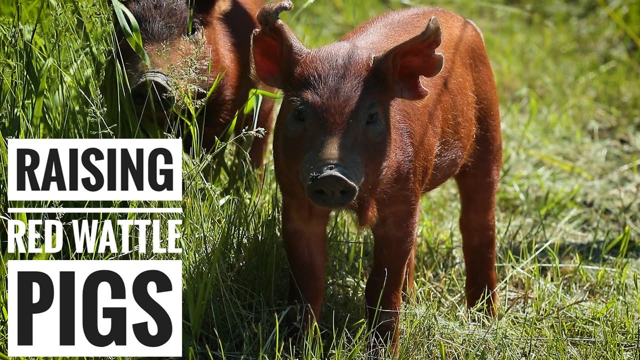 FARM TO TABLE | First Time Raising Pigs