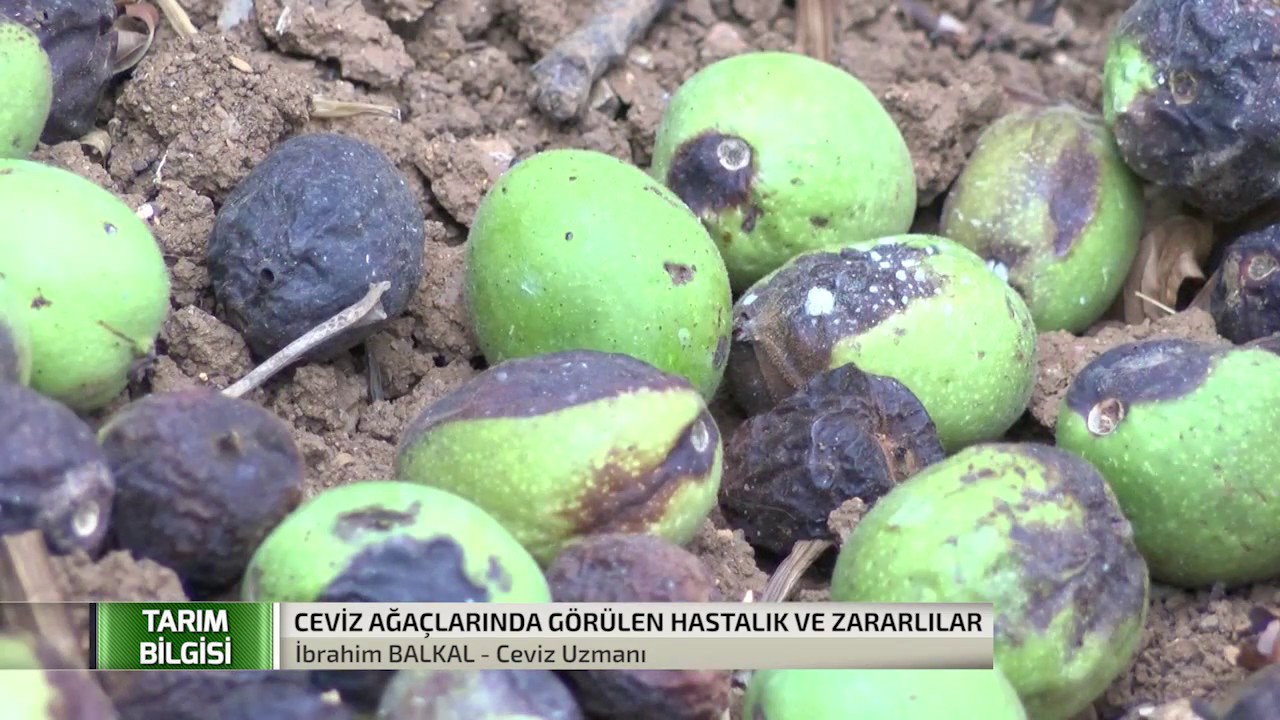 Ceviz Ağacında Görülen Hastalık ve Zararlılar | 2.Bölüm