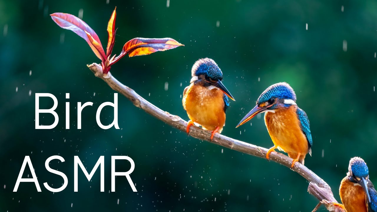 Tropical Morning Birdsong | Pure Jungle Bird Sounds for Relaxation, Meditation, Focus & Sleep