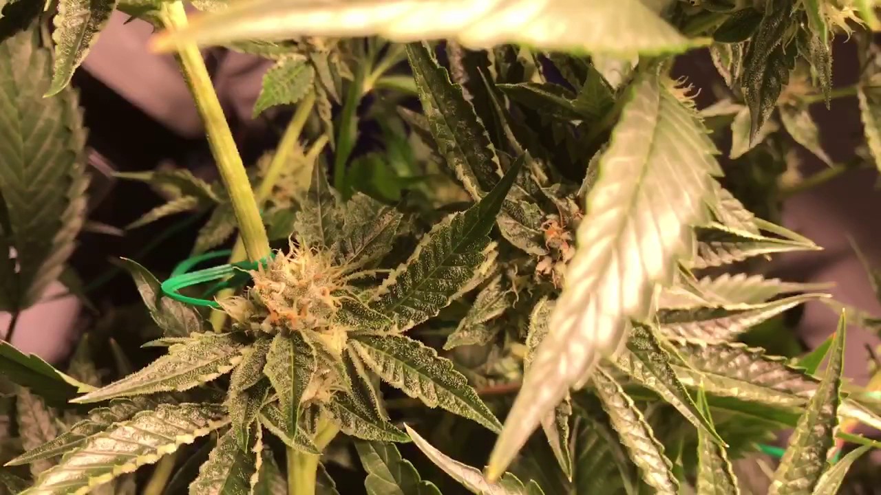 Colorado Home Grow Holy Grail Kush week 8