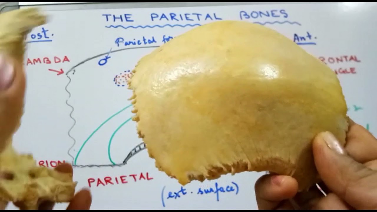 The Parietal Bones