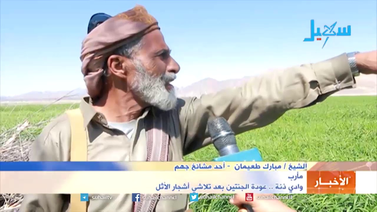 وادي ذنة في مارب .. عودة الجنتين بعد تلاشي أشجار الأثل