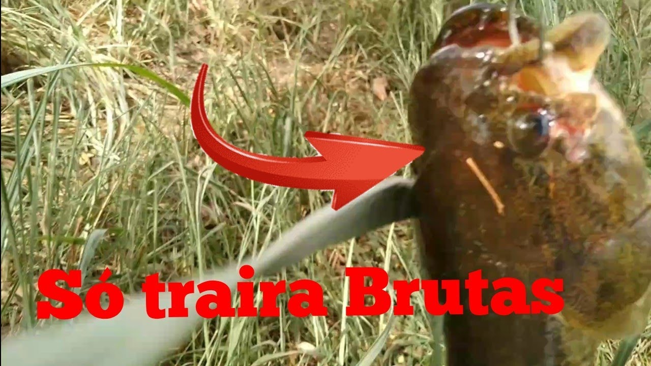 pescando com a Vara quebrada. pescaria de traira