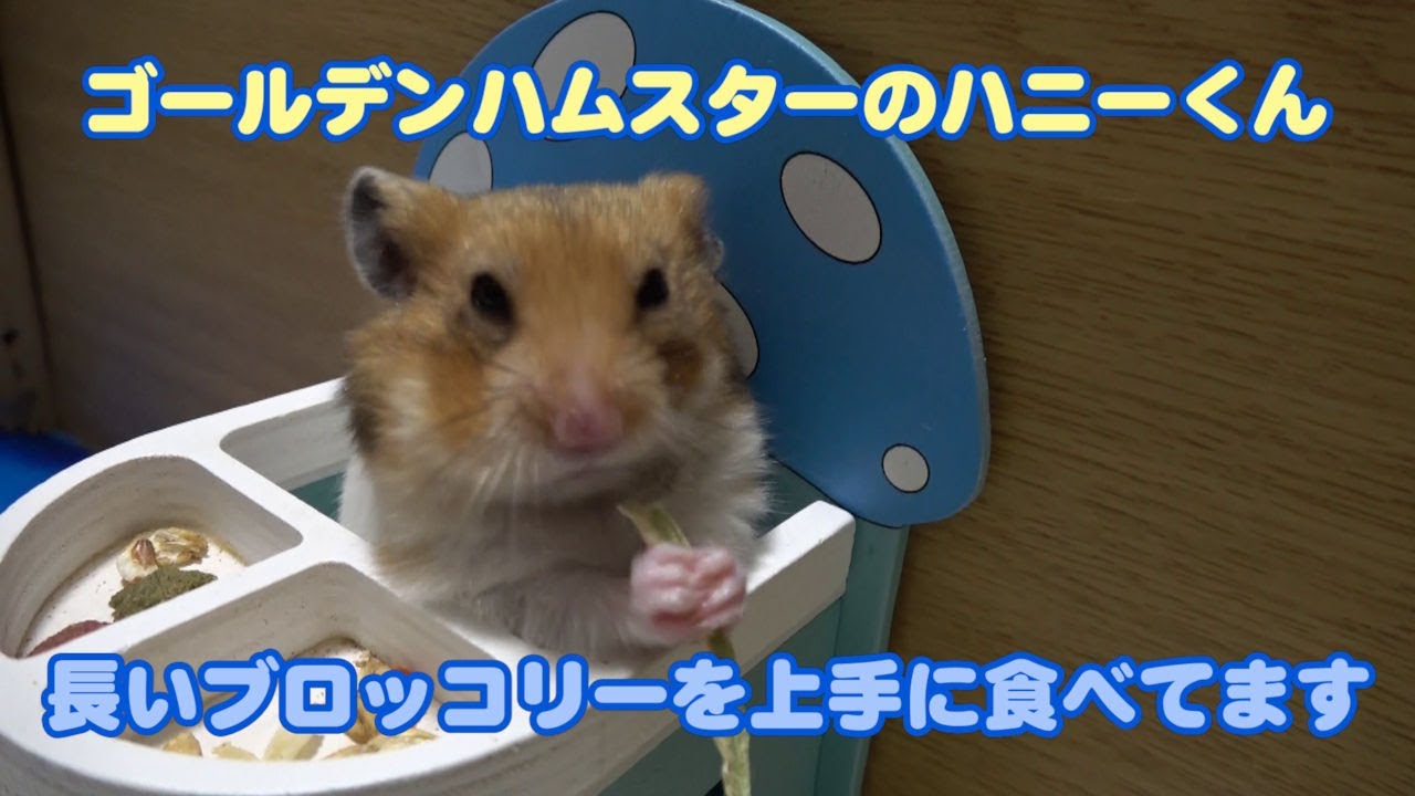 【ゴールデンハムスターのハニーくん】377 長いブロッコリーも余裕！あっという間に頬袋にインするハニーくん🐹🥦