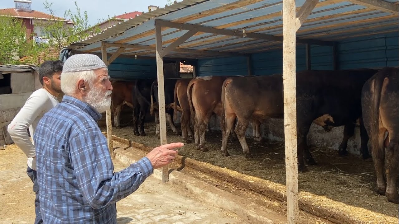 KURBANLIK AHIRIMIZIN SACLARINI KALDIRDIK / KURBAN 2021