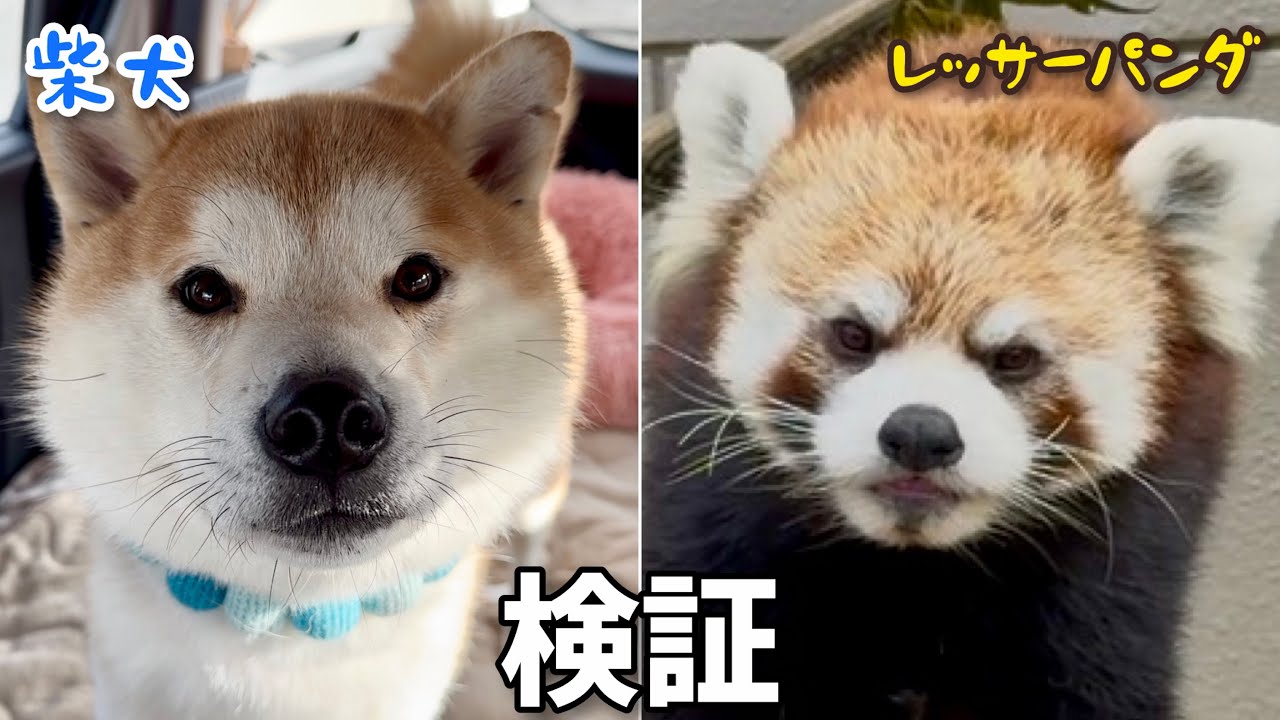陽キャ柴犬のレッサーパンダ疑惑を検証してみた結果…