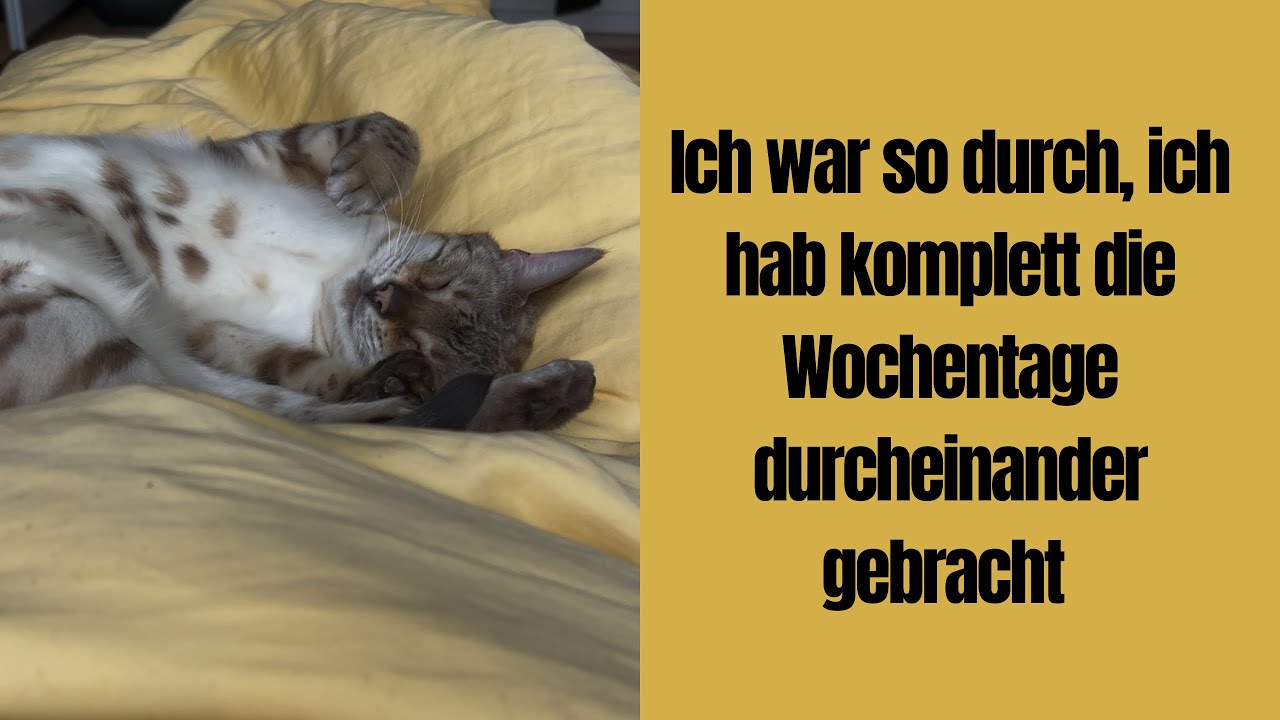 Die Katzis als Krankenpfleger #katzenaufyoutube #katze #katzenvideos #bengalkatze #katzen #