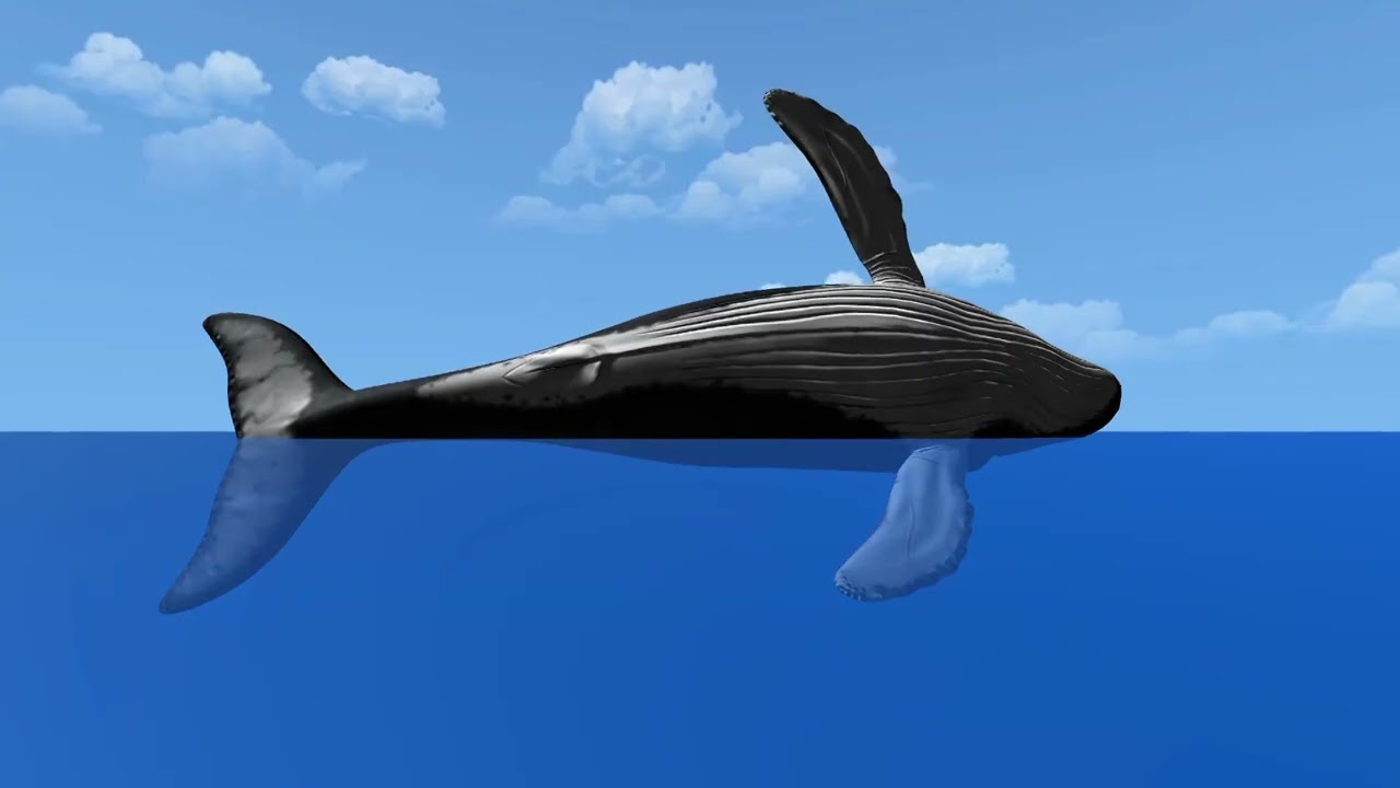 Humpback Whale Unity