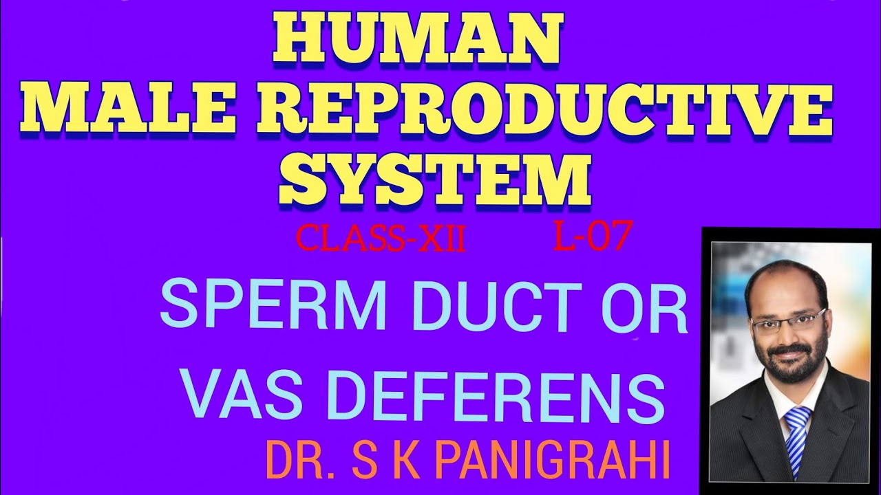 SPERM DUCT/VAS DEFERENS