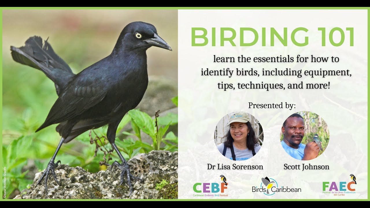 Birding 101: How to Identify Birds