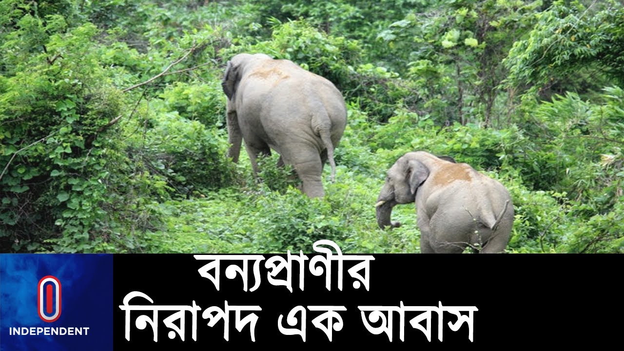 নির্ভয়ে ঘুরে বেড়াচ্ছে বিভিন্ন প্রজাতির বন্যপ্রাণী ll Wild Life ll Khagrachari