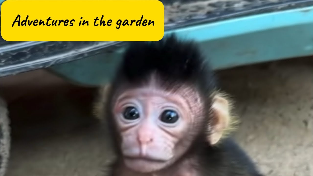 Tiny Baby Monkey&rsquo;s Backyard Adventure 🌿🐒 | Exploring the Big World