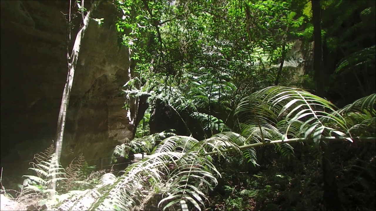 Inside Wards Canyon at Carnarvon Gorge