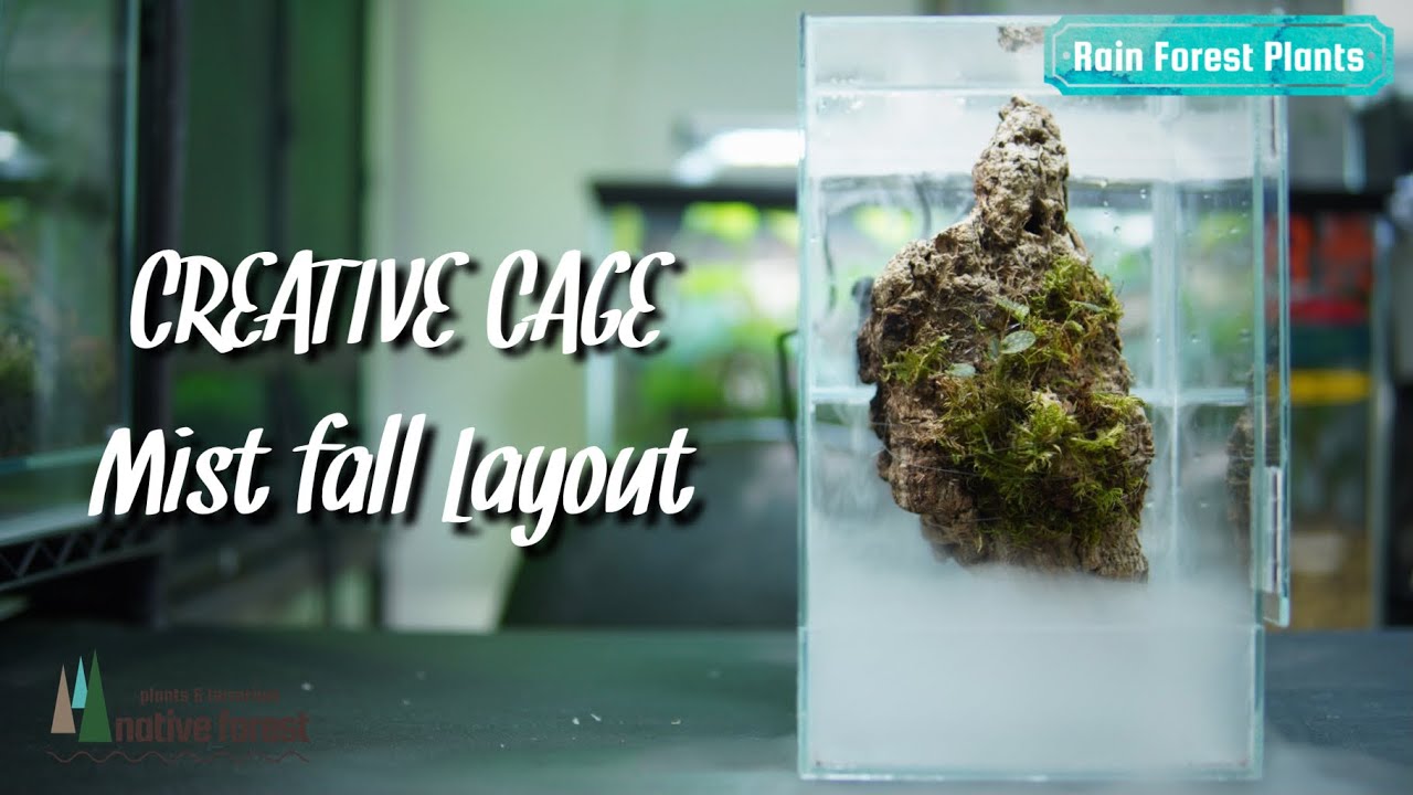 【CREATIVE CAGE】Mist fall Layout 〜雲霧林をイメージしたレイアウトケージ〜