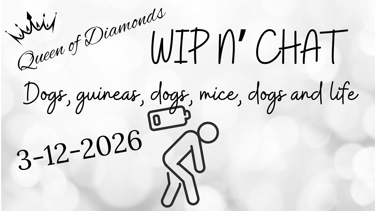 WIP N’ Chat - Dogs running my life