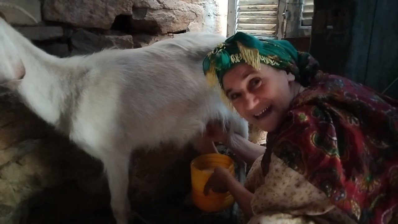 صباحية مباركة لشعبيي الغالي مع معزااتيي 😍😍...