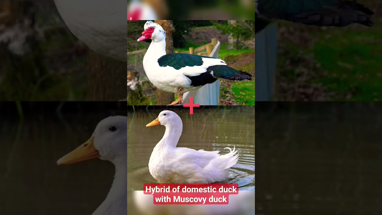 Muscovy Duck cross breed with domestic Duck. shocking 😲 result #Duck #shorts #viral