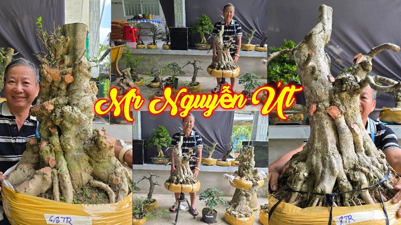 NGUYỄN ÚT | #0385845428 | GIÁ MỀM MAI CHIẾU THỦY NU DA ĐEN, KIM QUÝT, NGUYỆT QUẾ, NGÂU, TRÀ, TRANG..