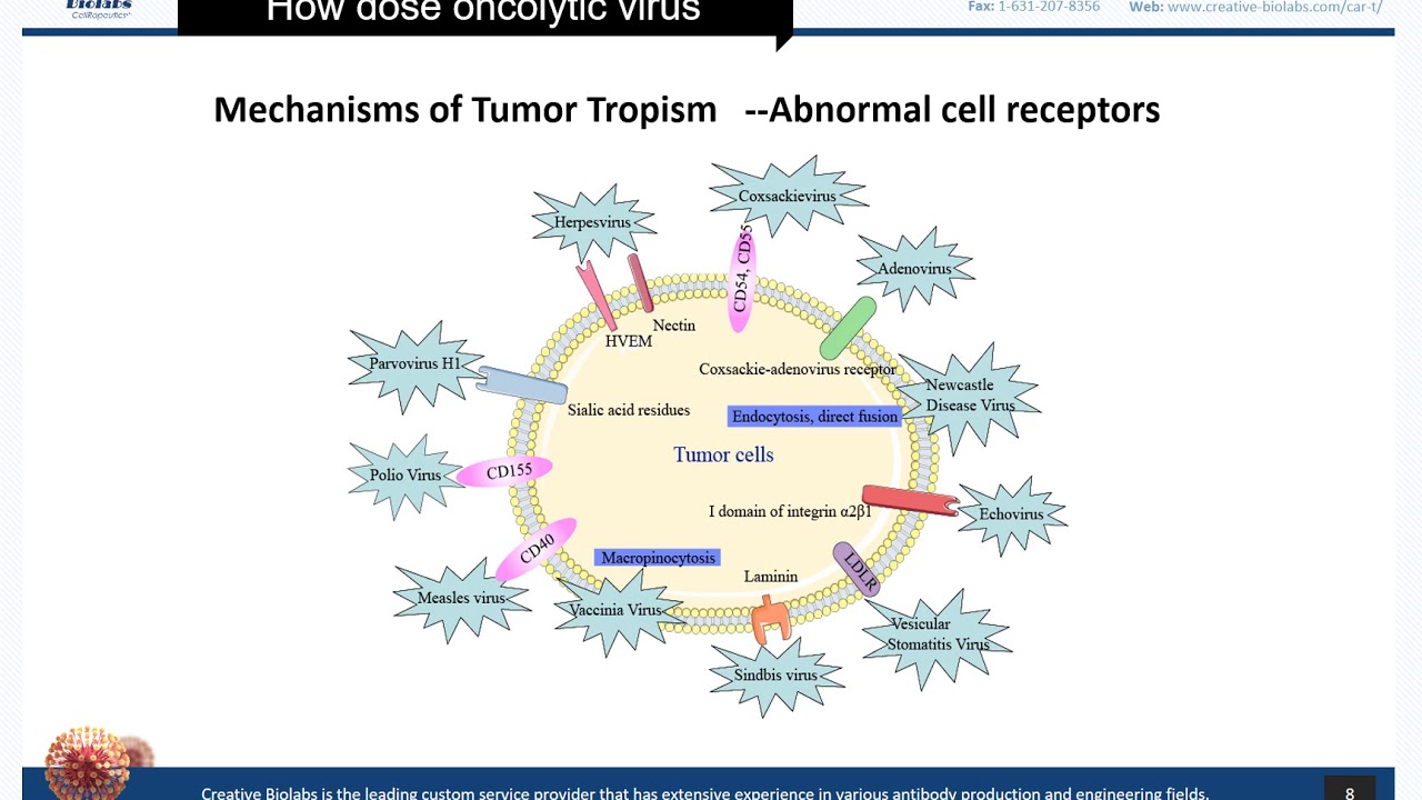 Oncolytic Virotherapy Basic Knowledge Review - Creative Biolabs