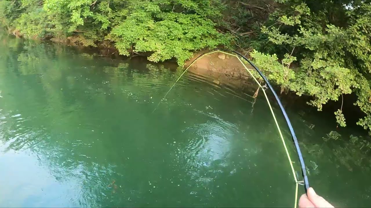 Mon record SILURE au Fouet + Bonus CARPE STALKING