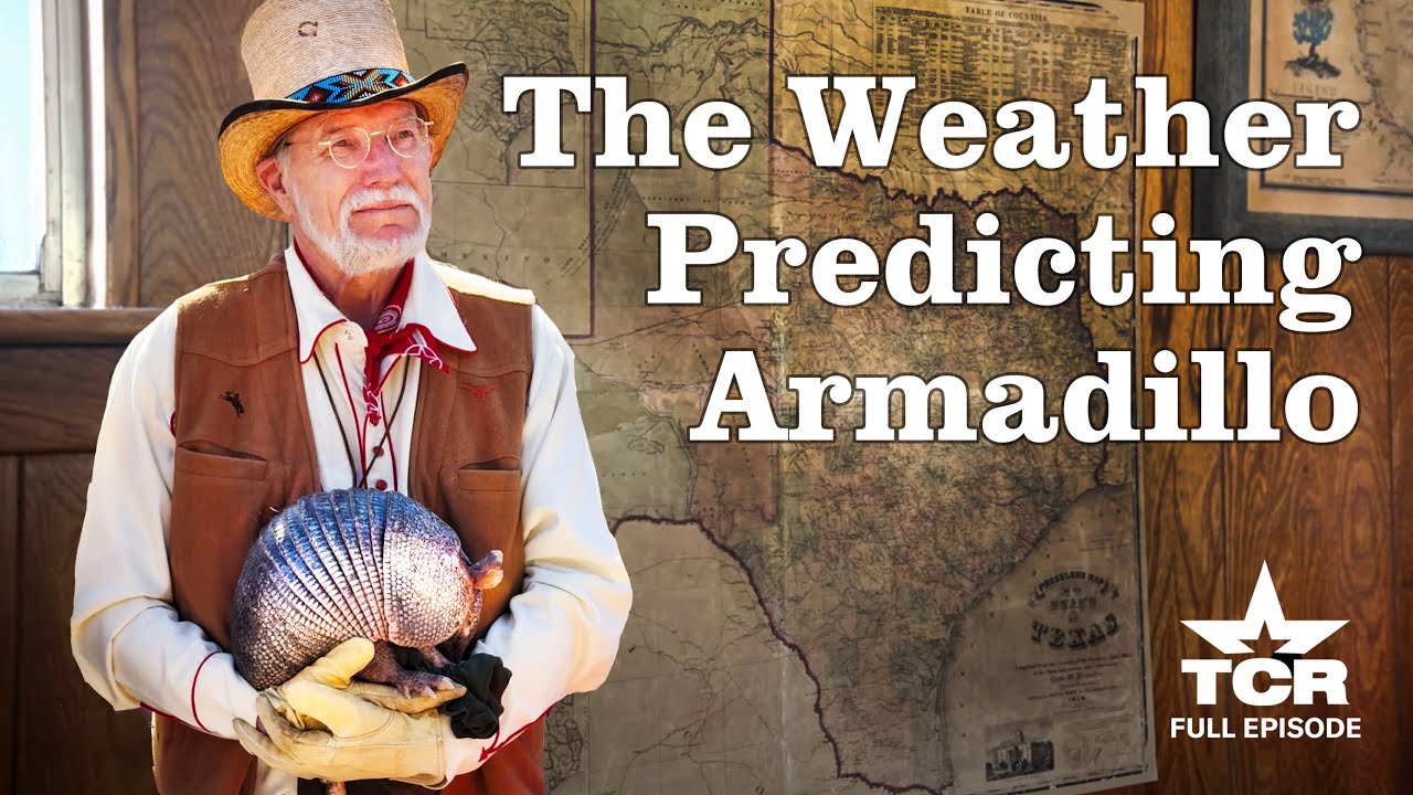 Why This Armadillo Predicts Weather Better Than Scientists