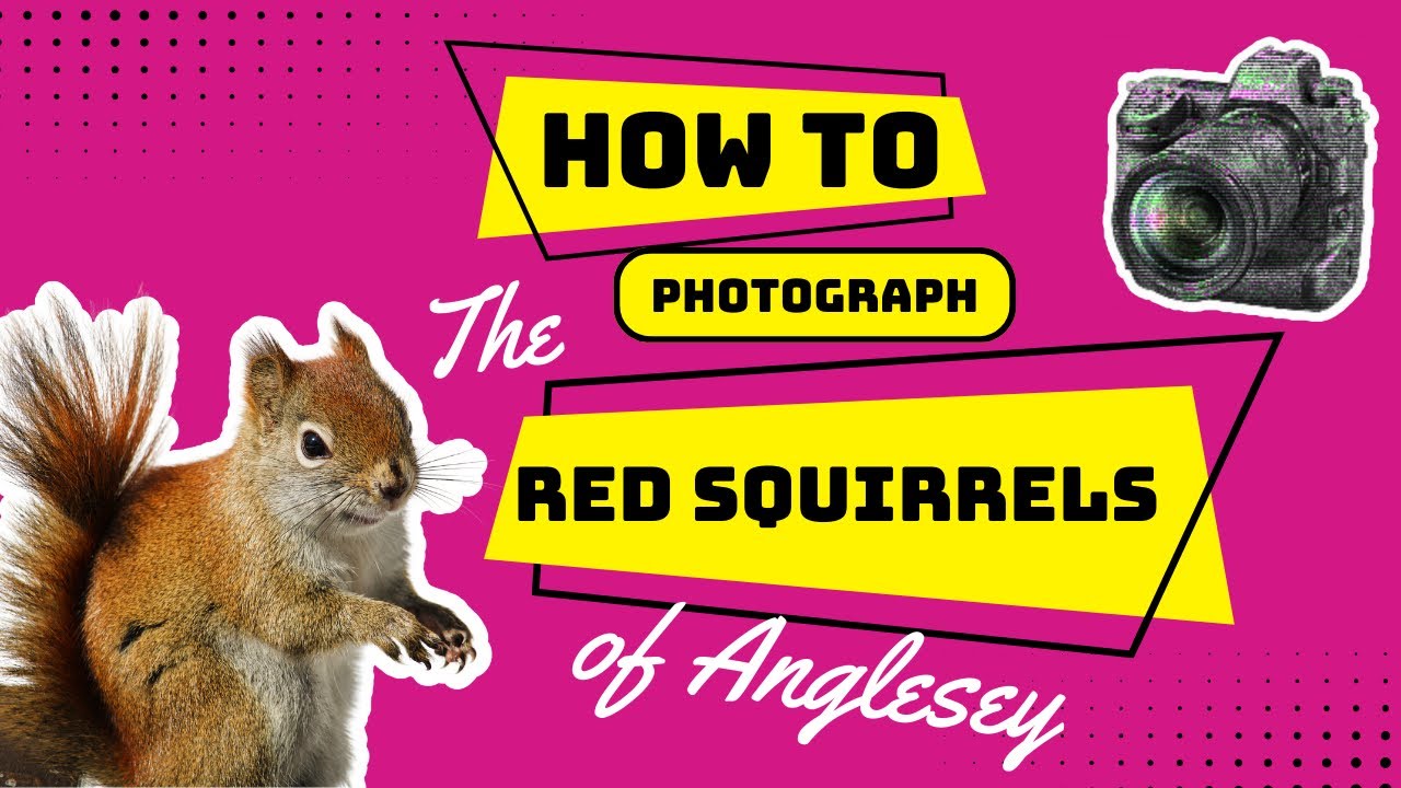 How to Photograph the Red Squirrels of Anglesey
