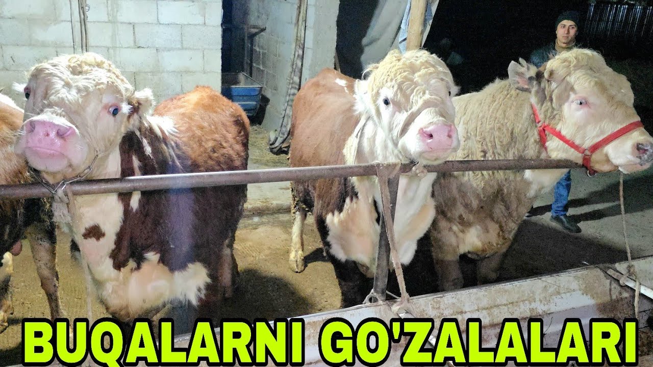 Sobirjon ukamizga yangi partiya buqalarni zo'rlaridan keldi 13-mart, 2026