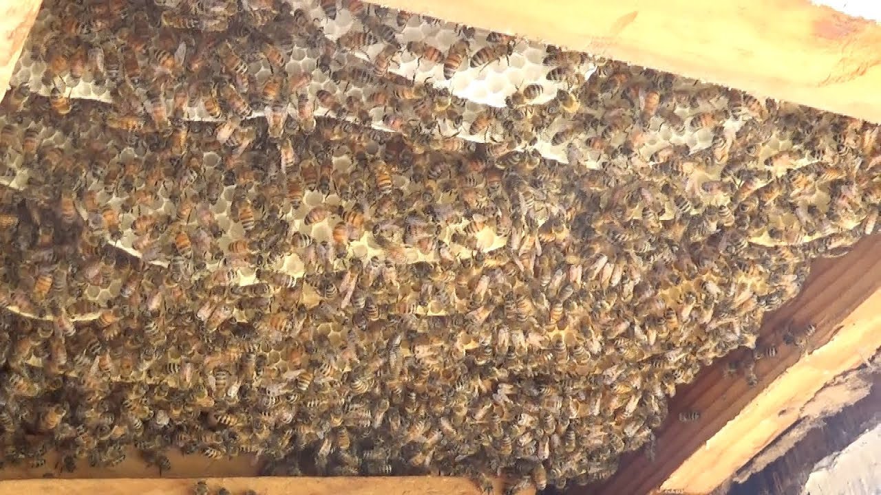 Look how fast a swarm can draw new comb.