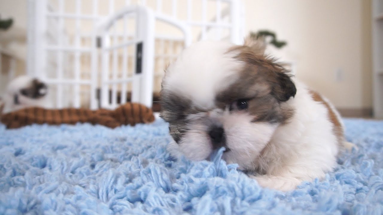 Best video on YOUTUBE || Adorable Shih Tzu Puppies | So playful