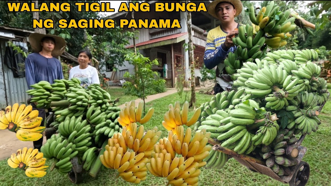MGA SAGING NAHINOG NA SA PUNO PAGHAHARVEST HITIK SA BUNGAA