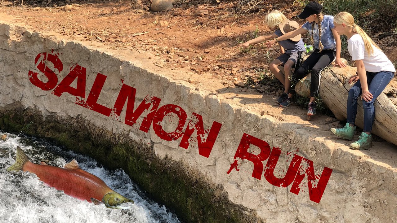 Salmon Run Fail in Utah