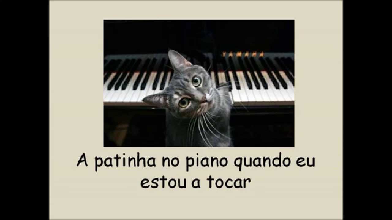 Um gato no sapato
