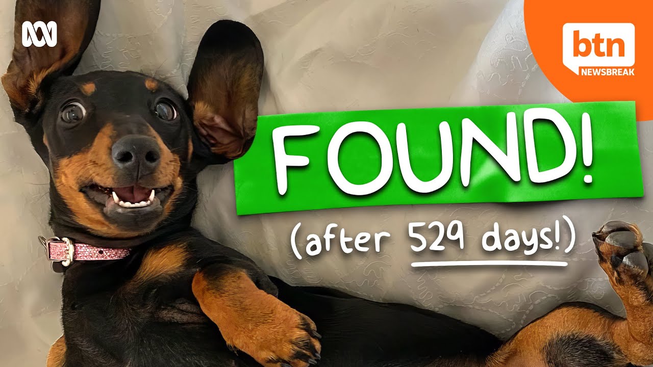 This Dog Went Missing For 529 Days