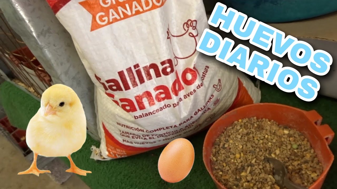 ¿Como hacer que las gallinas pongan huevo diario?Kikirikis