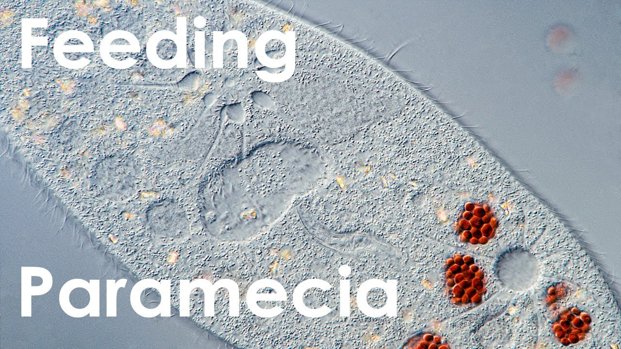 Feeding Paramecium with stained yeast