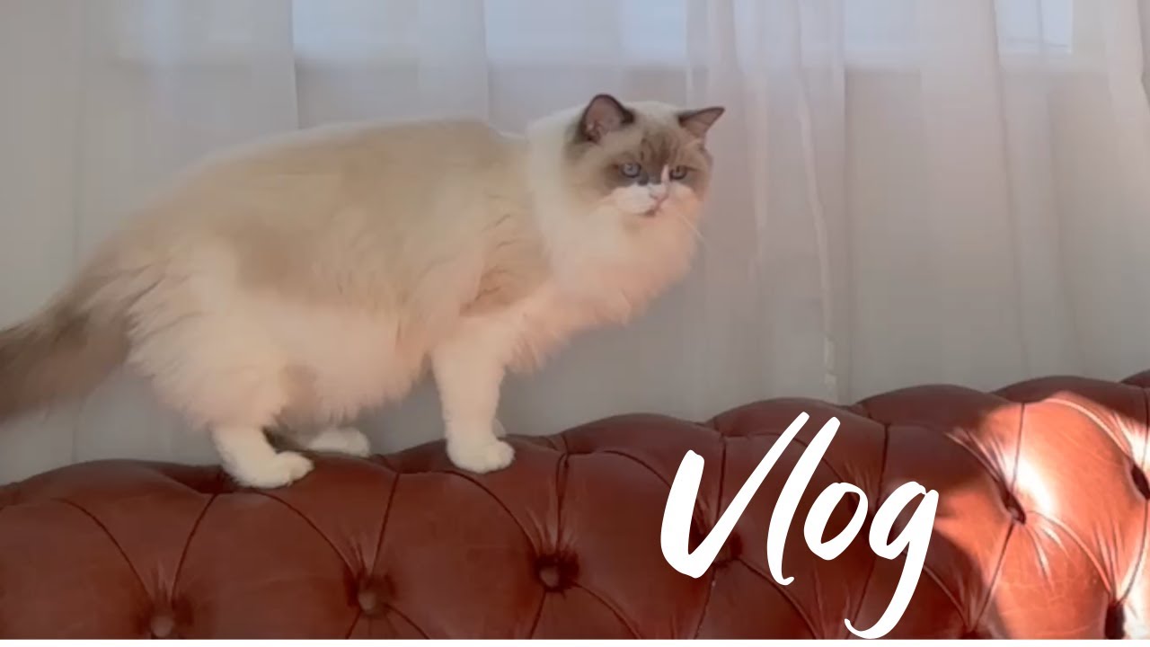 Vlog cu de toate | Cum merge cu școala?