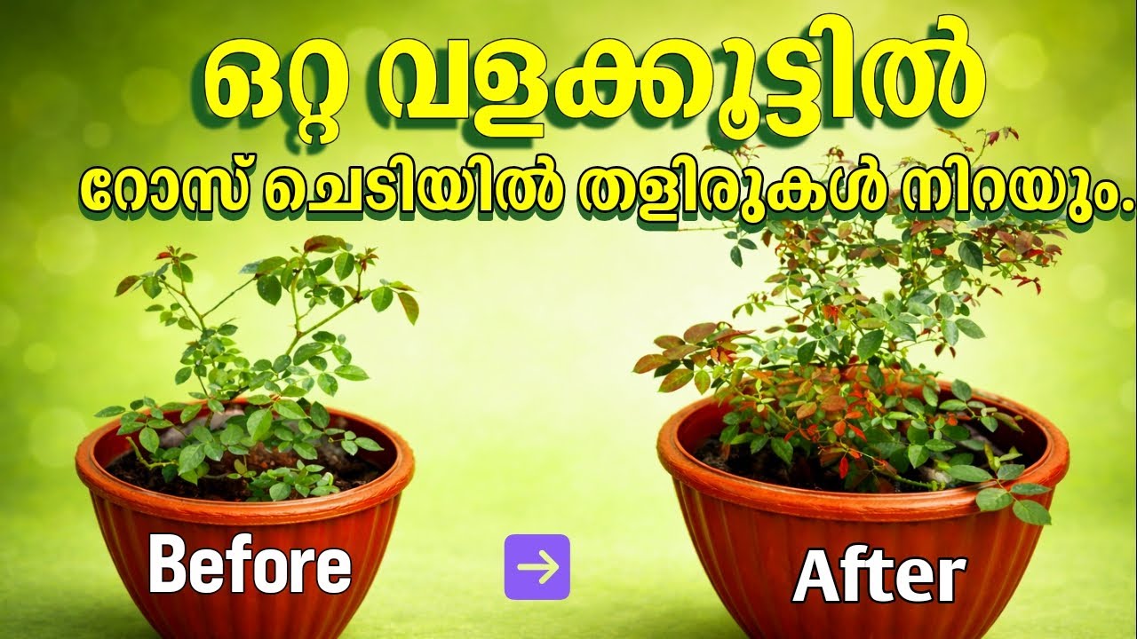 മാജിക്‌ വളത്തിന്റെ മായാജാലം റോസിൽ തളിരുകൾ നിറഞ്ഞപ്പോൾ|Result-Before and After giving fertilizer