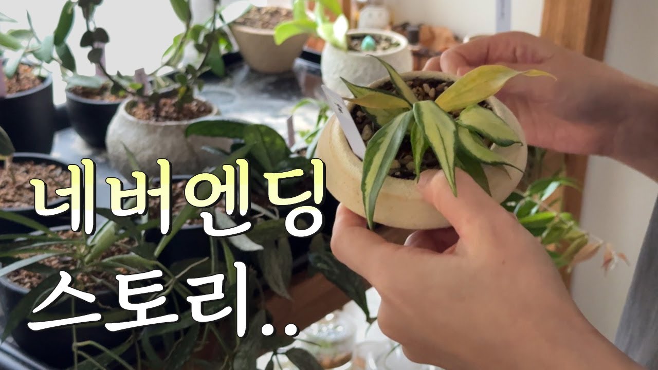 다죽어가는 식물을 끝까지 포기하지 않으면 일어나는 일