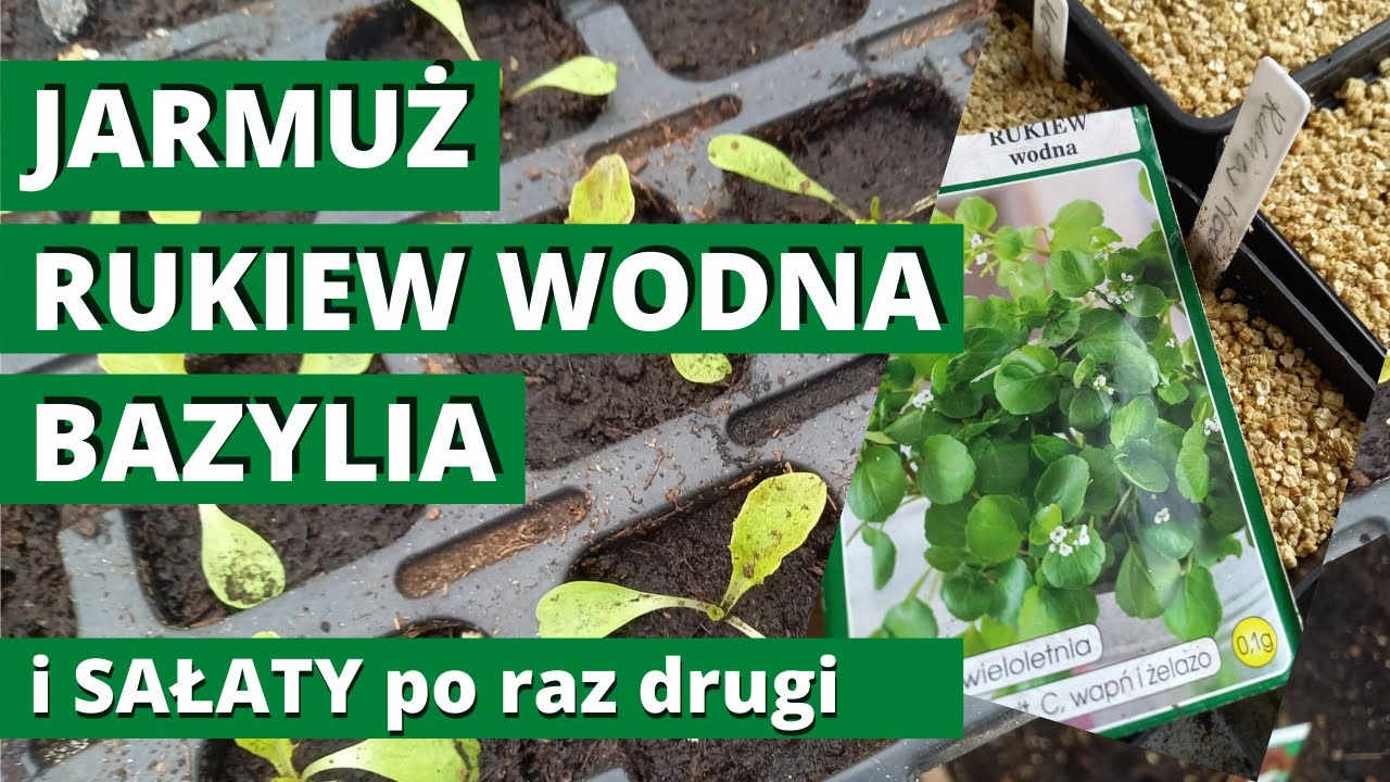 Wysiew warzyw liściowych po raz drugi. Siejemy w marcu: jarmuż, rukiew wodna, bazylia, sałaty.