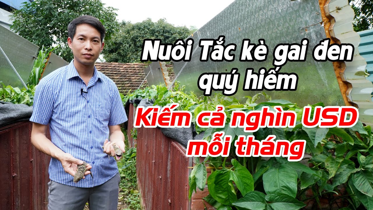 Nuôi tắc kè như thế nào? Mô hình & cách nuôi tắc kè gai đen hiệu quả cao
