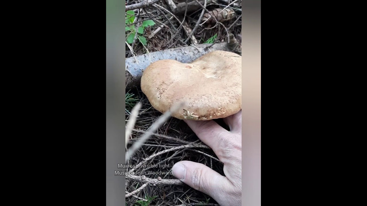 Um passeio matinal, em busca de cogumelos.