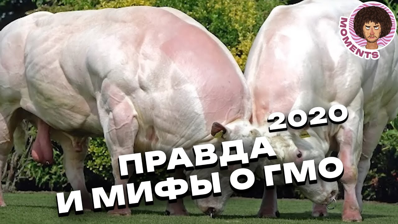 ГМО: мифы и реальность | Интервью с биологом Александром Панчиным | Илья Варламов