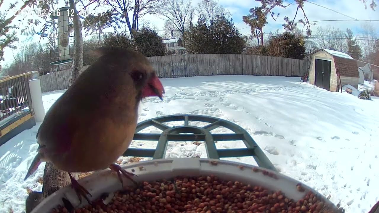 Beautiful Birds and Squirrels on Bird Feeder Cam 2K #birds #birdsforcatstowatch #birdidentification