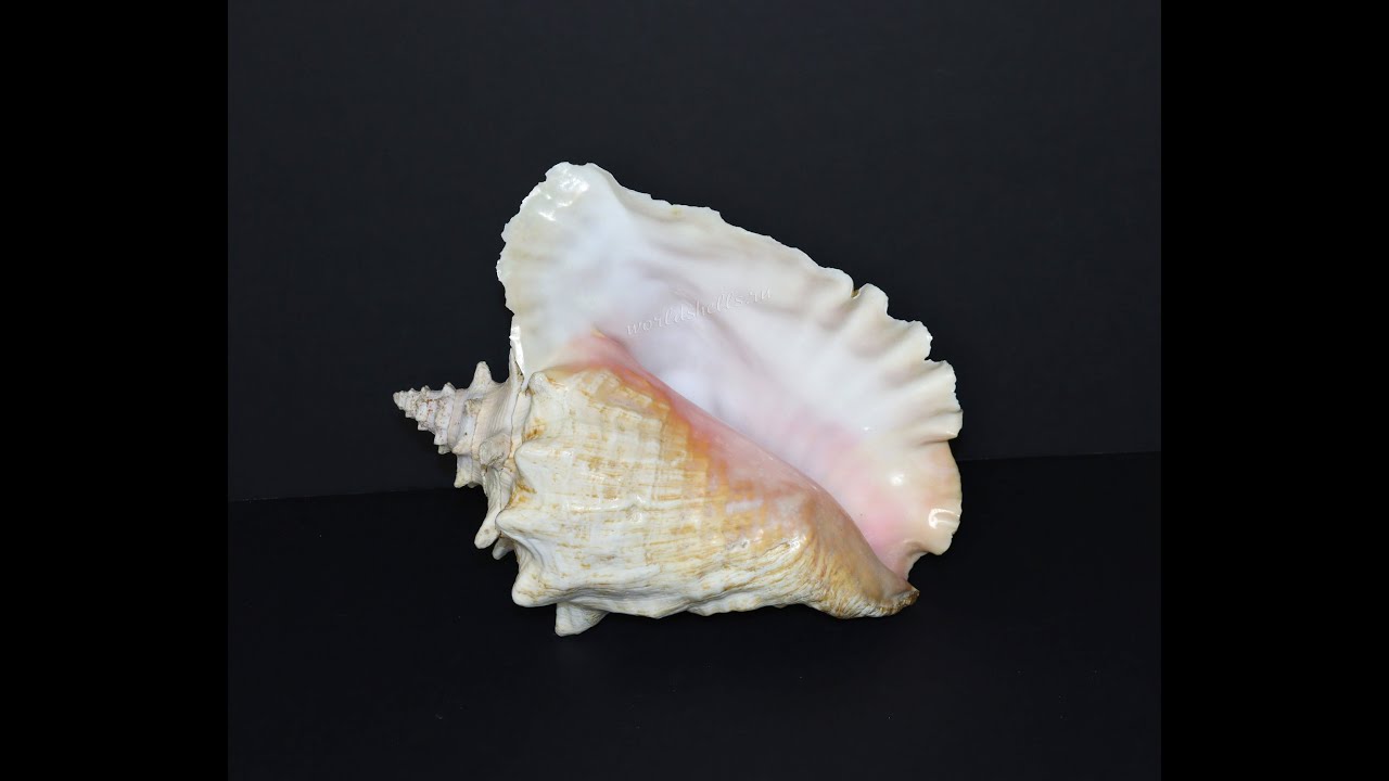 Раковина Стромбус Гигас. Strombus gigas, Lobatus gigas