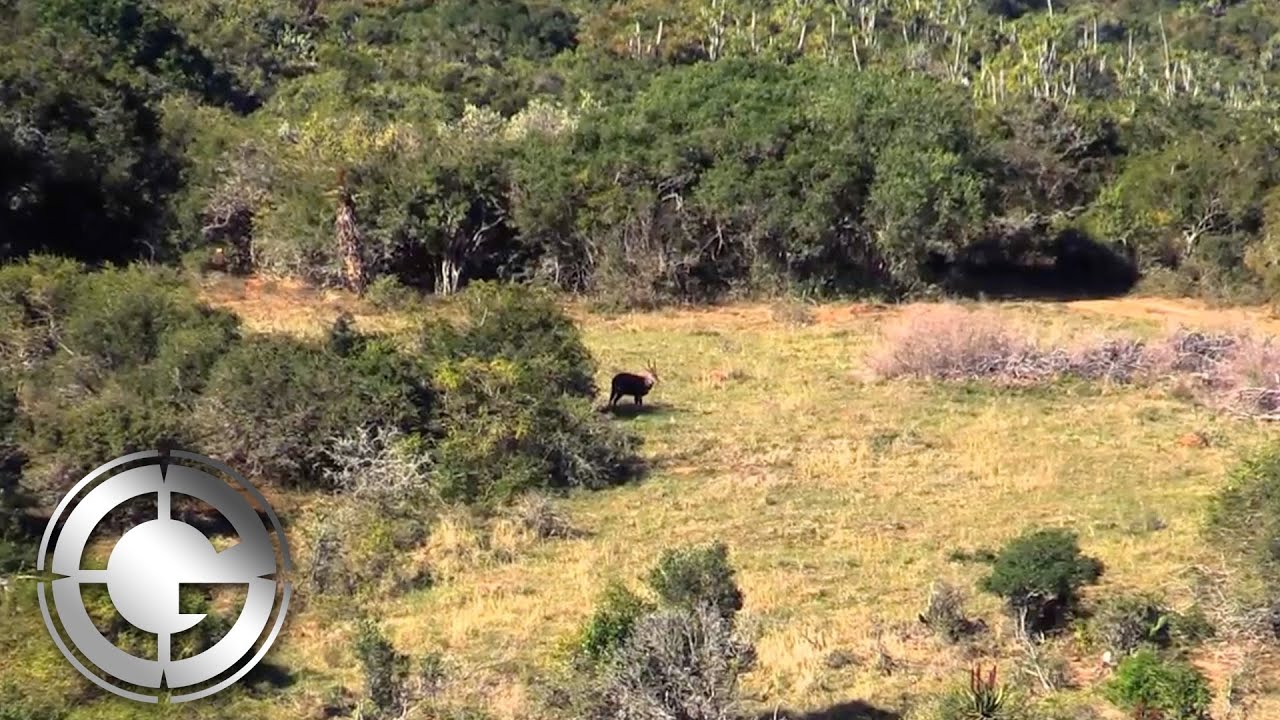 South Africa Bushbuck hunt with Kregg Thomassen