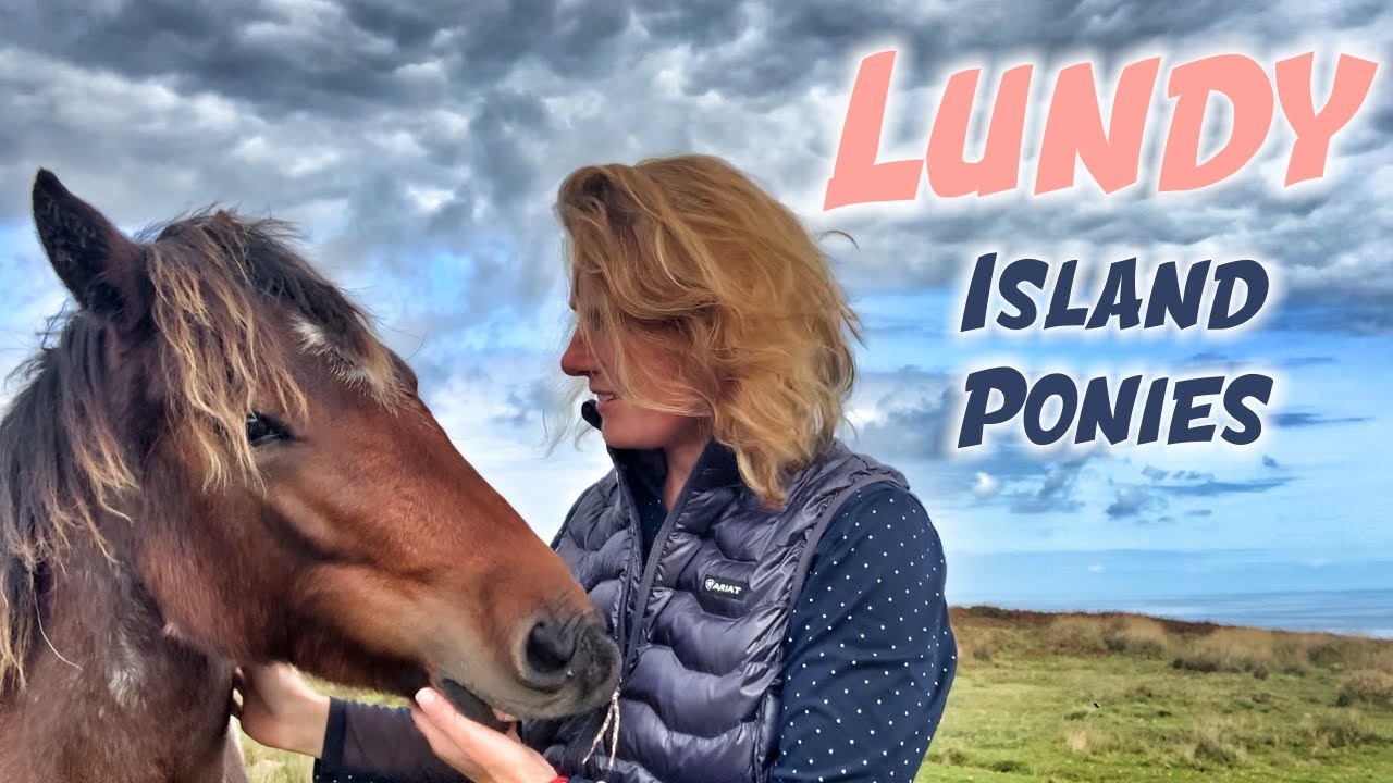 Lundy Island Ponies